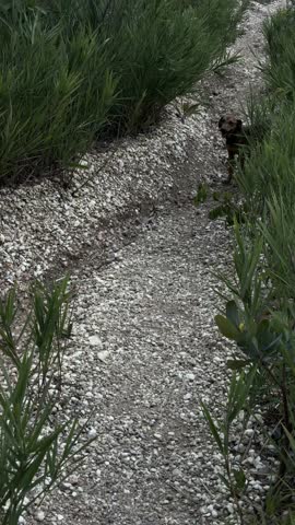 Walking on dirt trails, hiking, body movement, adventure.