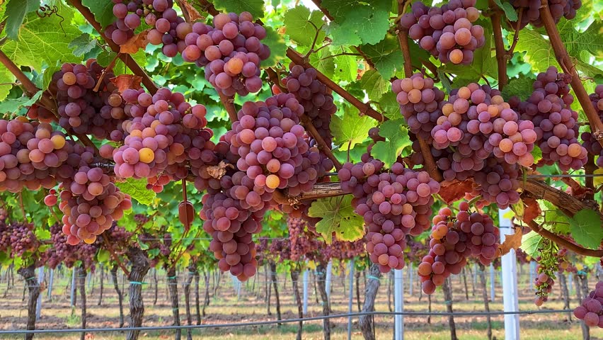 Pink grape clusters ripening on vineyard vines