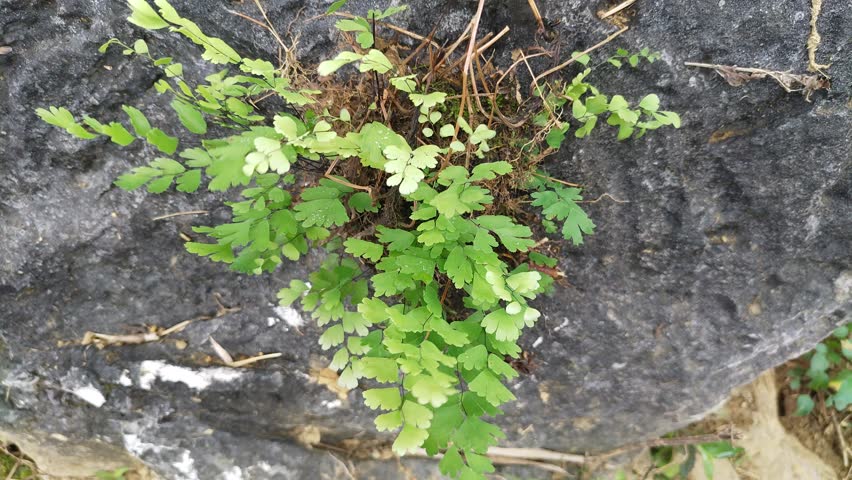 Maidenhair Fern Growing on Rock in Natural Environment video