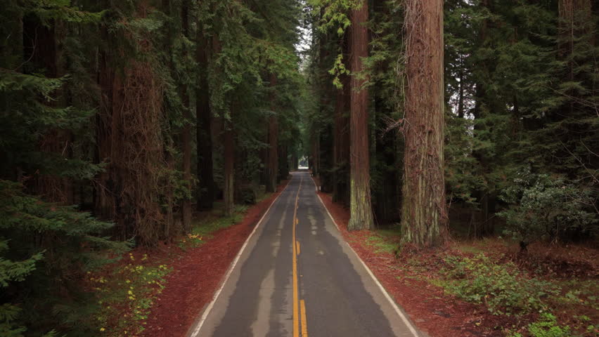 Empty two lane road running through tall redwood trees in Northern California. Peaceful forest landscape with symmetry depth and natural travel atmosphere. Avenue of giants