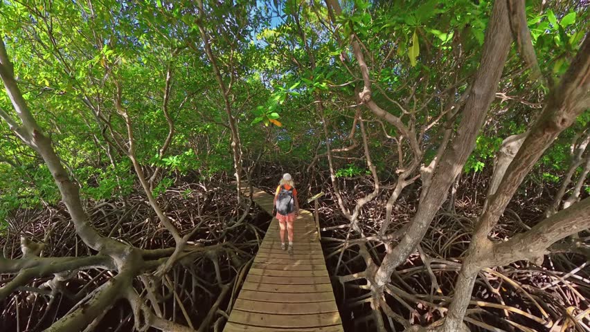 aerial view of Woman walking along a wooden boardwalk, surrounded by mangrove trees with root systems, exploring vibrant natural beauty of Caribbean Caravelle Peninsula Nature Reserve in Martinique