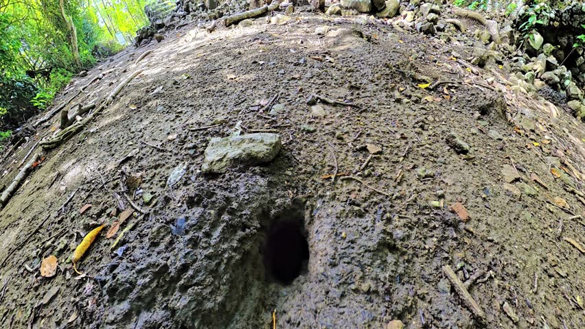 underground burrow of a Caribbean hermit crab of Caravelle Peninsula Nature Reserve, mangrove swamp. Martinique island in French Antilles, Caribbean of France