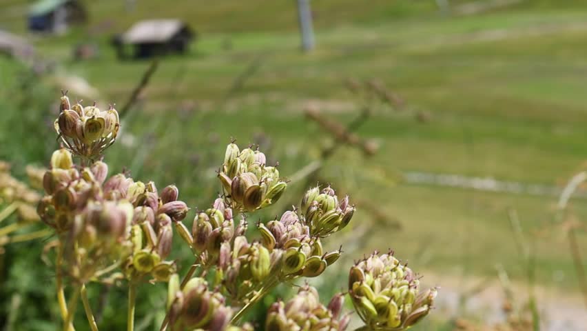 Detailed close-up of budding wildflowers with a soft blurred green mountain field background.
