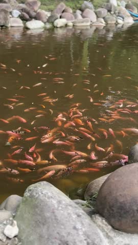 A top-down view of a murky garden pond filled with a large number of orange, white, and spotted koi fish and goldfish. The edge of the pond is lined with smooth, grey river stones.