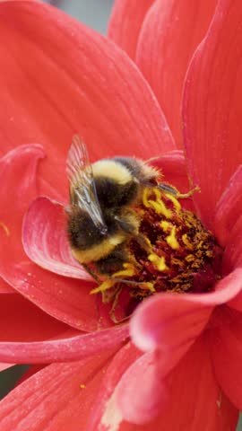 Close-up vertical shot of a fuzzy bumblebee gathering yellow pollen on bright red petals.