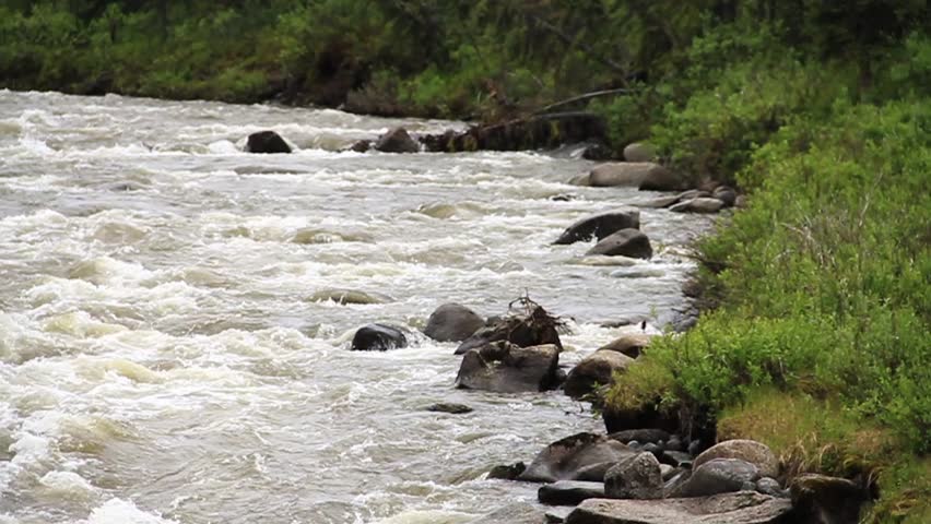 Dynamic movement of water in a wild river creating powerful white rapids with a lush green forest on riverbank