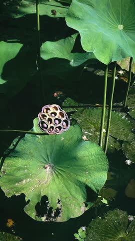 Mature lotus seed pod sits on wide green lily pad in calm pond, intricate seed structure detailed, subtle wind moves surrounding lotus leaves, exotic aquatic plant macro 4K vertical video footage