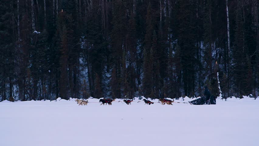 wide shot of dog team in the snow