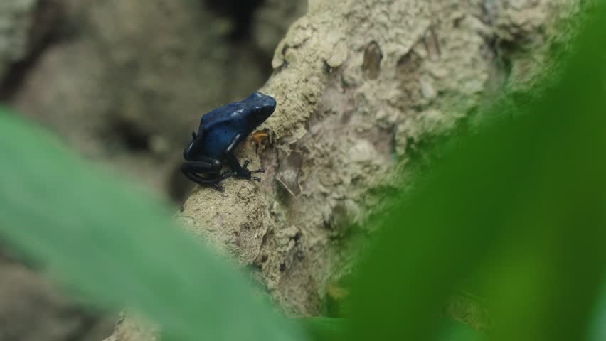 Blue Poison Dart Frog sitting on a rock with some leaves in the foreground framing the shot