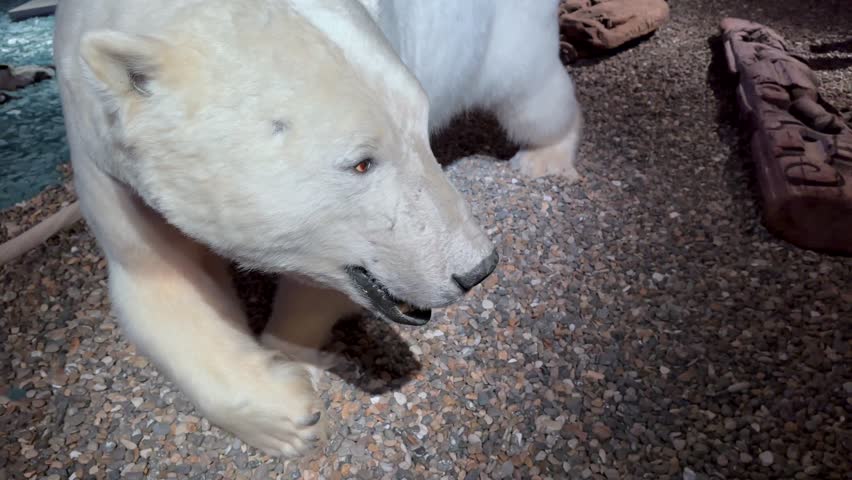 Polar bear (Ursus maritimus) taxidermy in the museum in Longyearbyen. Svalbard, Norway.