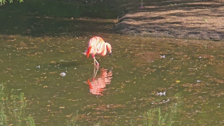 Pink flamingo in the water: A single flamingo is reflected in a pond while searching for food.