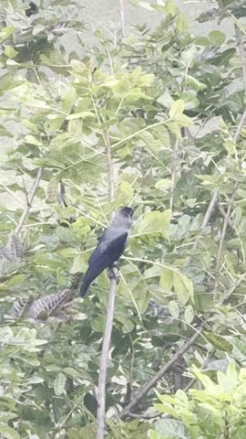 Crow sitting on the branch of the tree in the park , India 