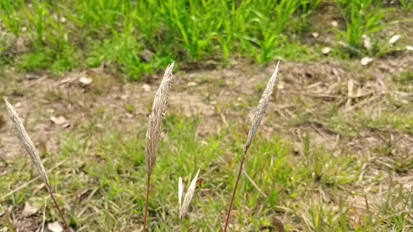 Young green crop plants growing in soil in agricultural field.