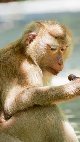A southern pig-tailed macaque sits in dappled sunlight while chewing food in a vertical frame.