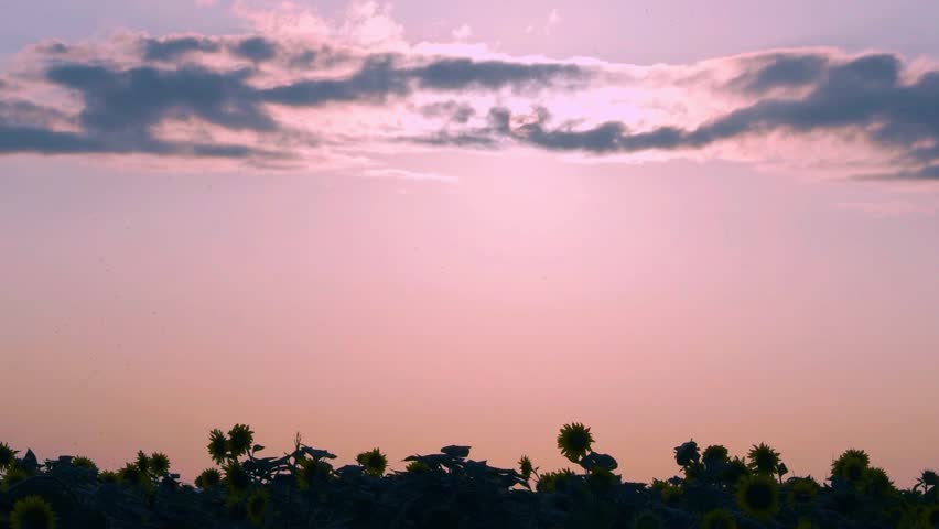 Time Lapse of the Bright Orange Blue Sky Sun Colored Cloud at Sunset in a Field of Sunflowers in Sunlight Sun Rays Sun Beams. The Sun Sets in Amazing Colorful Evening Sky with Cumulus Cloud Timelapse.