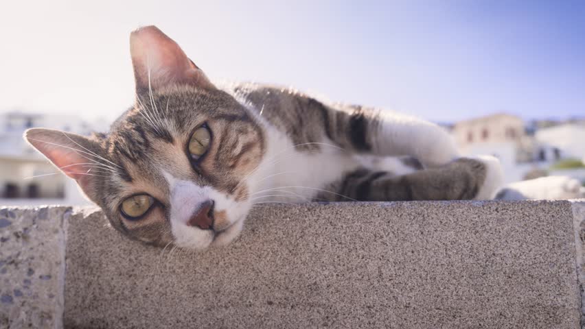 Close-up view of a cat looking toward the camera in Lindos in Rhodes, Greece with facial details and soft daylight creating an intimate street scene