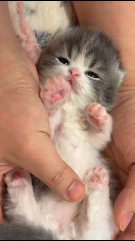 Tiny Fluffy Newborn Kitten Resting Belly Up in Owner