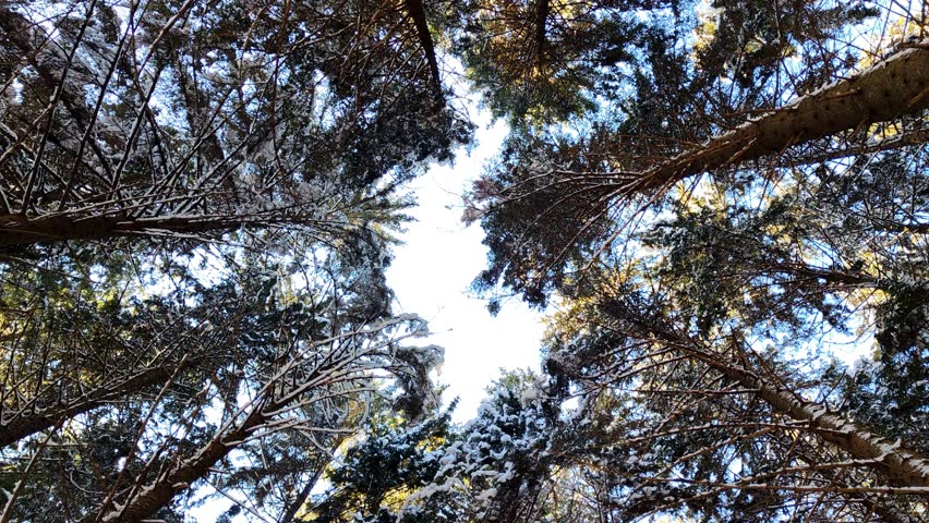 Winter forest tree top with bright sky