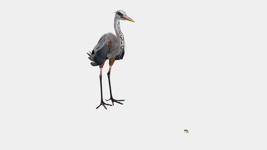 Great blue heron hunting a frog, showing focused stalking, precise movement, and natural predatory behavior. Realistic wildlife footage suitable for nature documentaries, education, and animal behavior content.