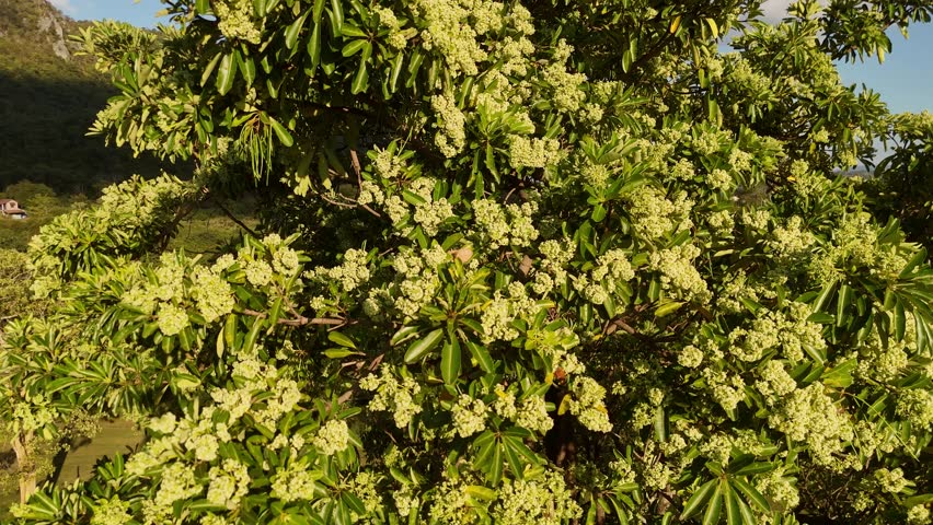 Aerial drone footage captures a lush tropical tree blooming with white flowers in a valley