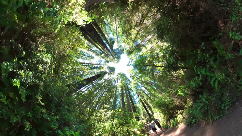 Redwood National Park Hiking in Lady Bird Johnson Grove POV 02 California USA