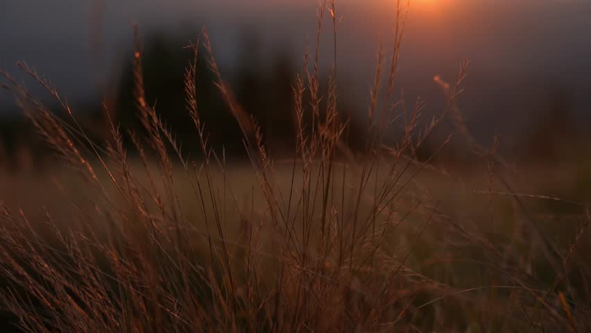 Sunrise lights up tall grass in a field near hills on a clear morning in autumn. Bratkivskyi range. Gorgany. Summer hikig in Carpathian Mountains. Ukraine