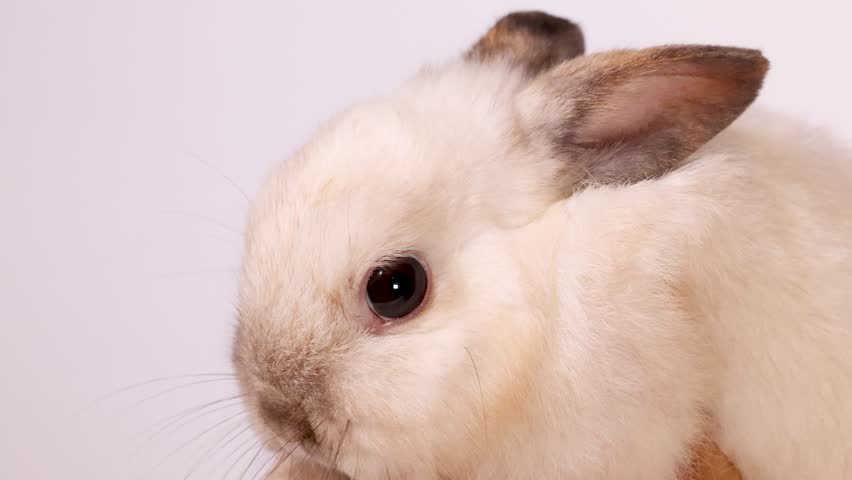 A cream dwarf rabbit eats food pellets in a close-up studio portrait against white background