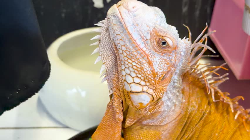 A detailed close-up shot captures an orange iguana looking upward within its indoor enclosure