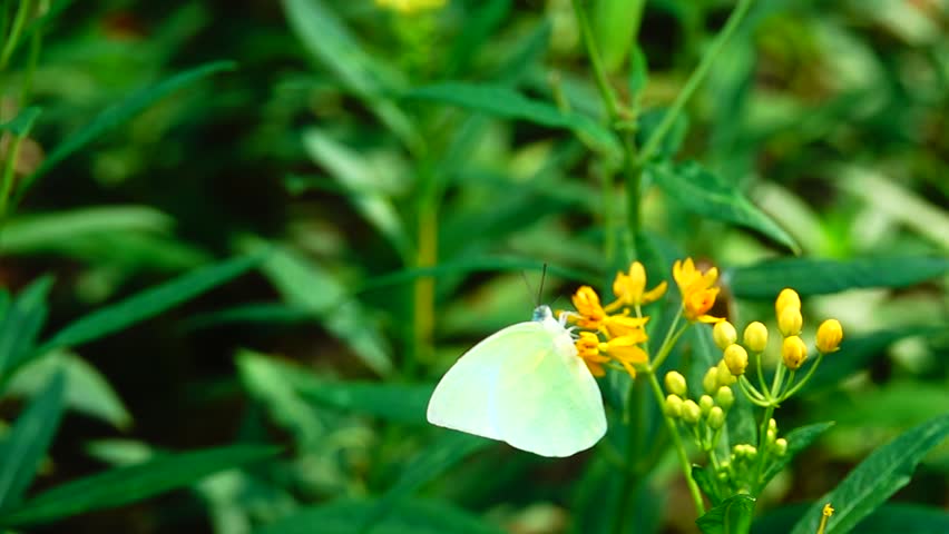  Thai butterfly in garden garden summer flower and butterfly flower butterfly flower butterfly