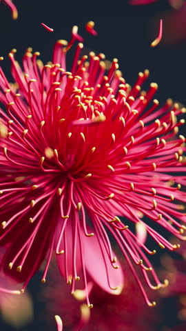 Elegant 3D loop of detailed chrysanthemum blooms moving gently in the wind, with scattered petals floating and circling to enhance the ambient motion.