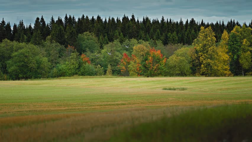 Autumn landscape with colorful trees and forest
