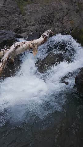 Vertical Slow Motion Pull Back Reveal of Fallen Birch Log in Mountain Stream, 120fps Slow Motion of Driftwood in River Current