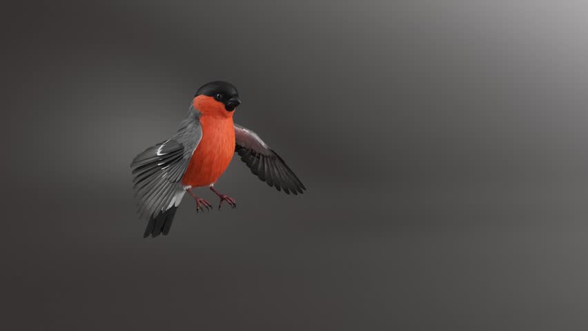 Male bullfinch bird landing gently on a perch, showing controlled wing movement and natural posture. Detailed wildlife footage suitable for nature scenes, birdwatching, and educational content.


