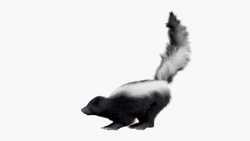 Skunk moving in short hops, stopping briefly to sniff the air, then hopping forward again. Natural wildlife behavior captured in a realistic manner, suitable for nature documentaries and animal behavior content.