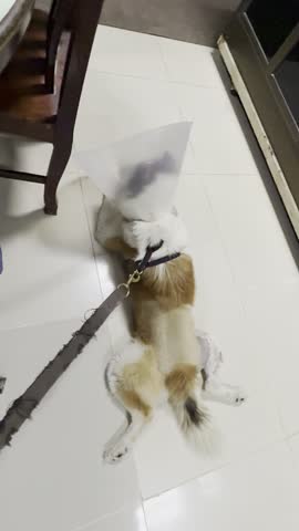 Top view of Dog lay down on floor,relax time at home,good time