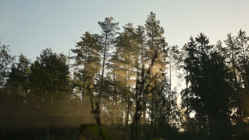 Beautiful morning nature scene. Sun beams shining through pine trees in a foggy forest. Peaceful wilderness landscape at dawn.