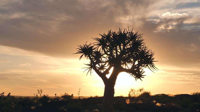 Sun pops through between branches of silhouette quiver tree - Sideways dolly