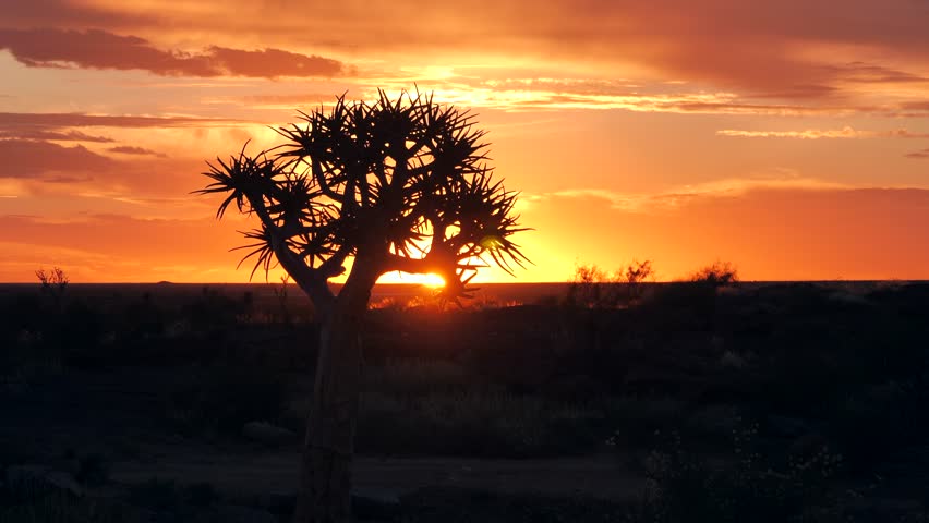 Golden sunset behind silhouette of quiver tree branches