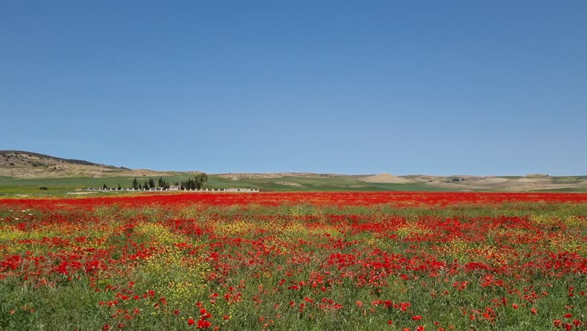 A vast field of red poppies under a clear sky