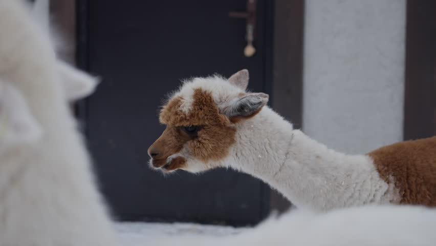 Alpaca Standing In Snow With Barn Background