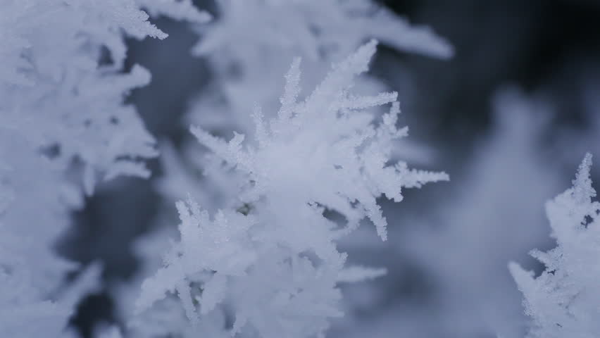 Snowflake Ice Crystals on Frozen Branch Macro