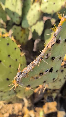 Vertical close-up of an Arizona cactus with sharp spines and warm desert light. Peaceful macro desert footage ideal for social feeds and nature visuals.