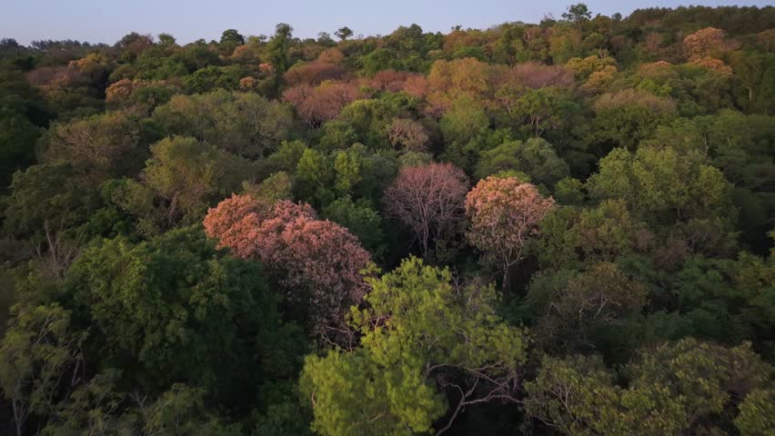 Aerial dolly over dense green forest canopy glowing with warm sunset light in Misiones, backdrop vegetation background