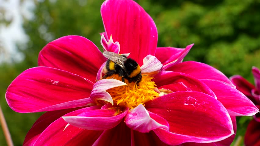 Macro Shot of Bumblebee Inside a Red Dahlia Flower