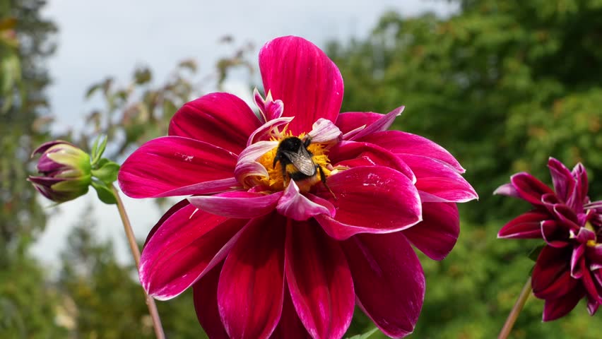 Bumblebee Collecting Pollen from Red Dahlia Flower