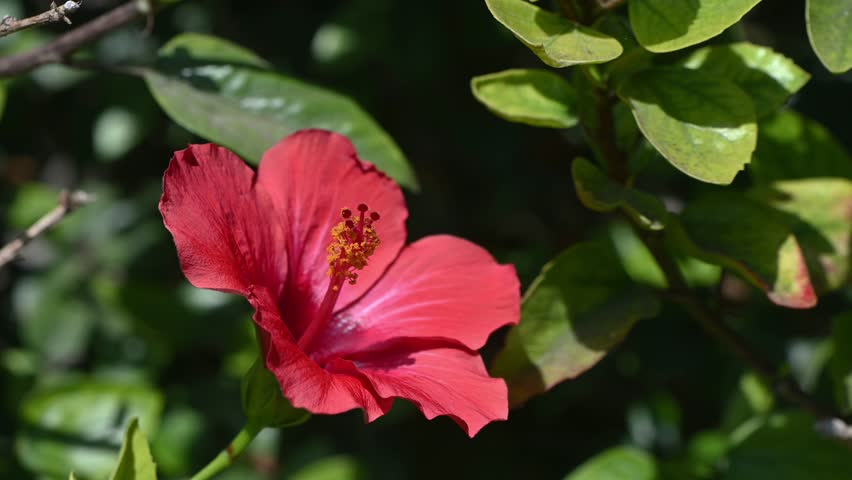 Extreme close-up of a single vibrant red hibiscus flower blooming on its green bush. Sharp focus on intricate petals and long pollen tube. Summer beauty.