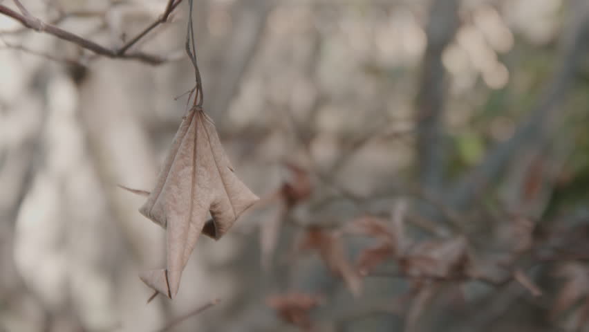 Slow motion closeup of dead leaf on tree branch moving in wind as shadows move across surface.