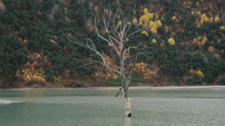 Lonely Tree Standing in Mountain Lake