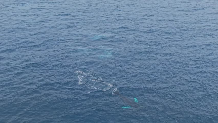 A humpback whale hurls its body sideways, creating a massive splash, when suddenly a second whale erupts from the depths, breaching straight up with explosive power in the open ocean.