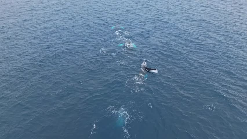 Rear aerial view of humpback whales swimming perfectly in line. Lead whale throws its tail sideways, the middle whale surface swims, and the last slaps its pectoral fins in a dramatic natural display